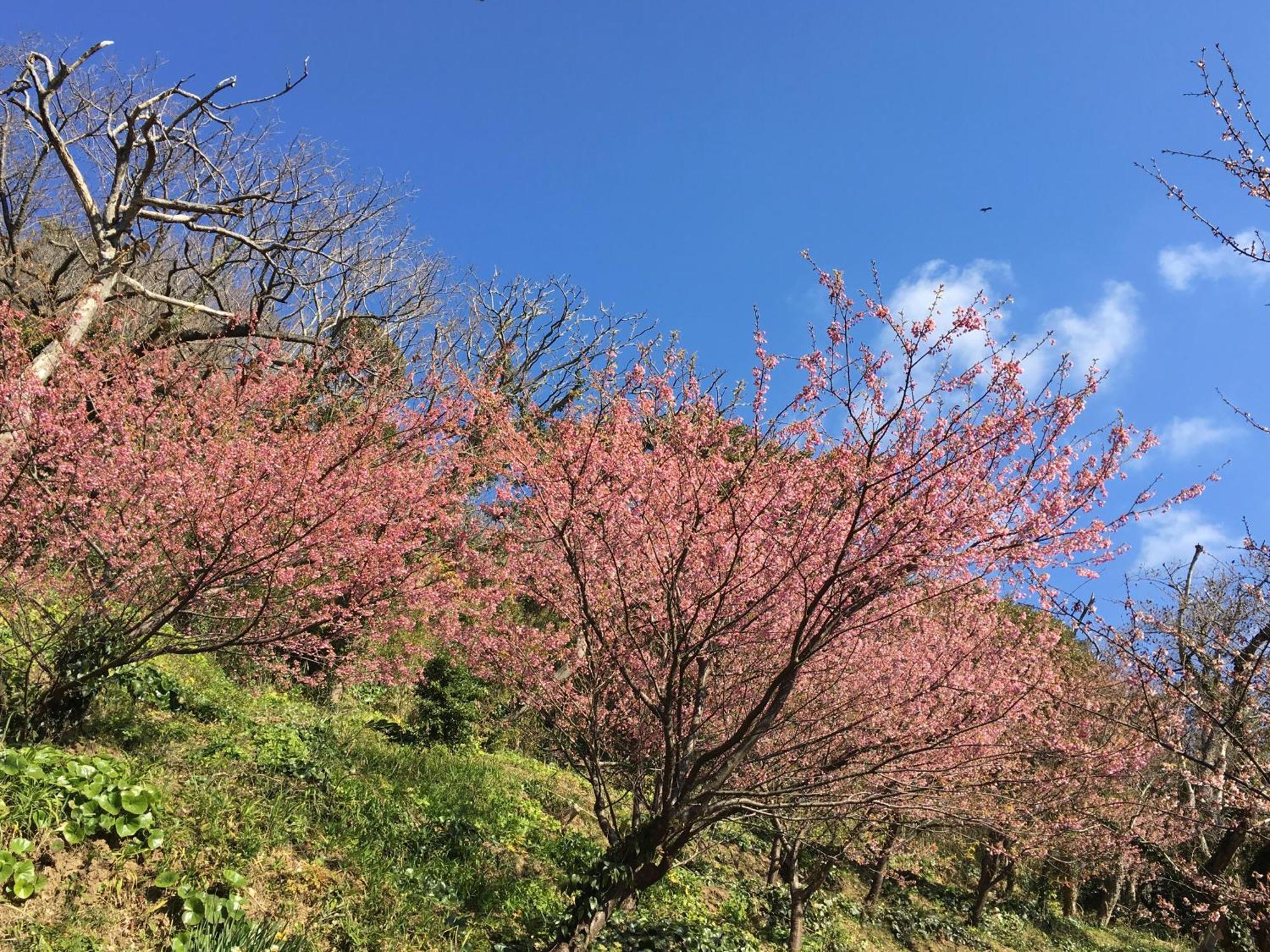 Dogashima Onsen Hotel Nishiizu Luaran gambar